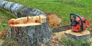 Trusted Upper Greenwood Lake, NJ Tree Removal Experts