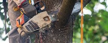 Best Pest Control for Lawns  in Upper Greenwood Lake, NJ