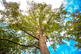 Best Lot and Land Clearing  in Upper Greenwood Lake, NJ