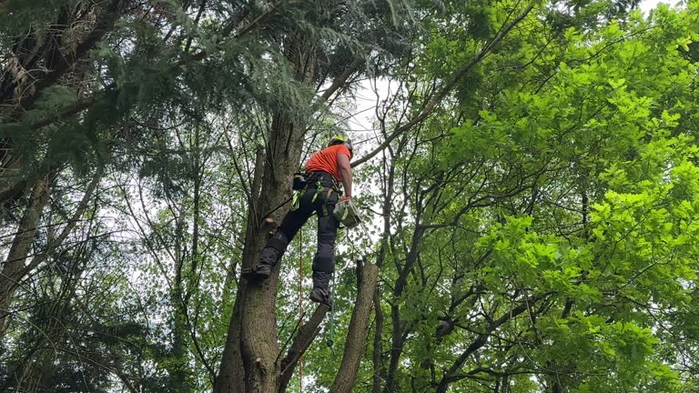 Best Tree Removal  in Upper Greenwood Lake, NJ