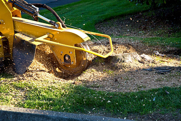 Best Lawn Pest Prevention  in Upper Greenwood Lake, NJ