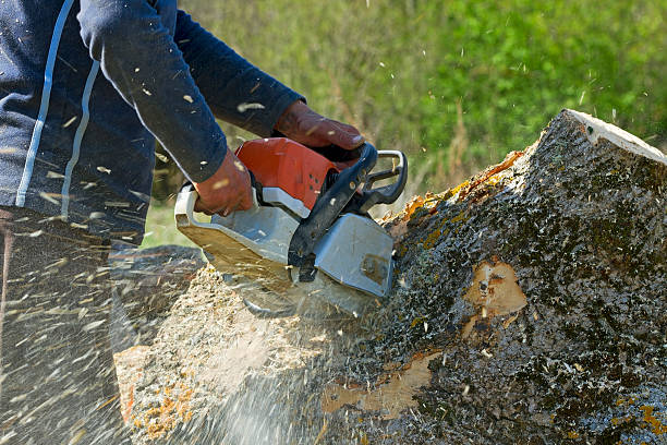 Best Grass Overseeding  in Upper Greenwood Lake, NJ