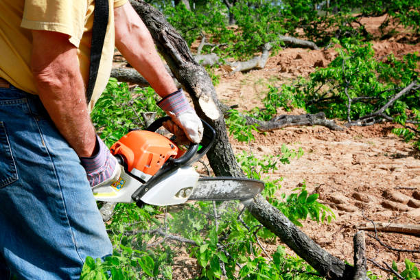 Best Tree Health Inspection  in Upper Greenwood Lake, NJ