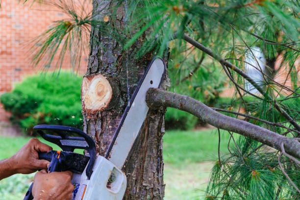Best Leaf Removal  in Upper Greenwood Lake, NJ